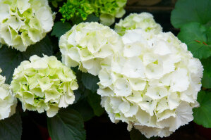 Hydrangea Macrophylla 'Bridal Bouquet'